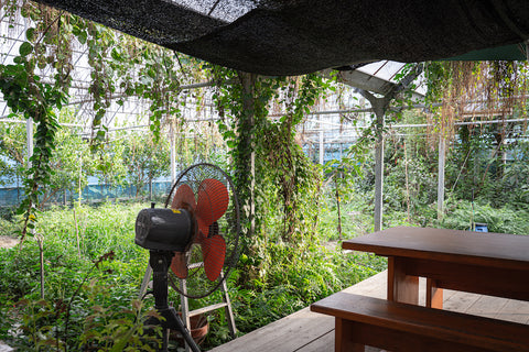 沖縄の「ぬちぐすい」生まれ育った土地の文化を再発見する。Vol.1 「ハッピーモア市場」 続