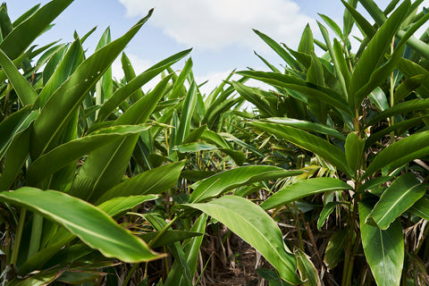 月桃 〜沖縄で自生する美容のハーブ