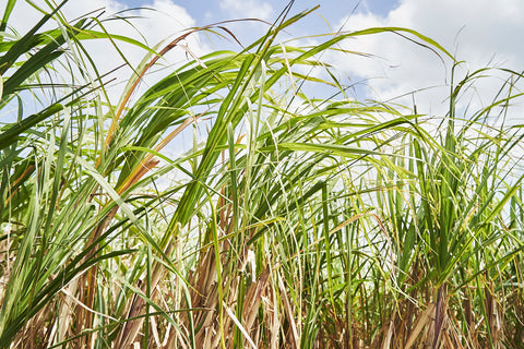黒糖とさとうきび糖 〜ミネラル豊富な南の島からのおくりもの