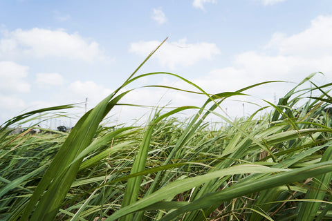 「ブルーゾーン」と、沖縄の「ぬちぐすい」