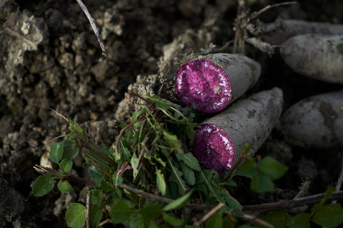 紅芋 〜沖縄の長寿の秘訣