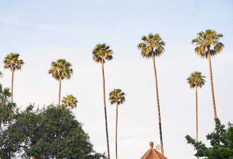 カリフォルニアのスピルリナ 〜GRØNの素材をめぐる旅