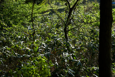 熊笹 〜冬眠前の熊の浄化剤