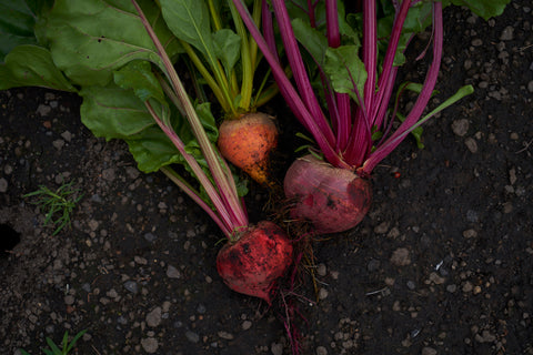 ビーツ 〜血液をつくる「奇跡の野菜」
