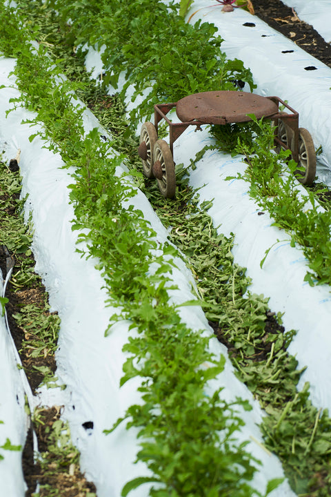 オーガニックを訪ねて。長野県佐久市・軽井沢町へ