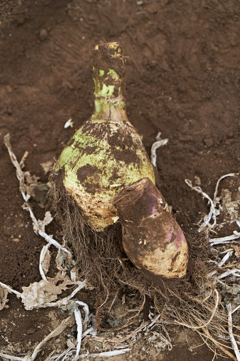 スーパーフードについて (国内外のスーパーフード)  〜栄養士のColumn Vol.9(後編)