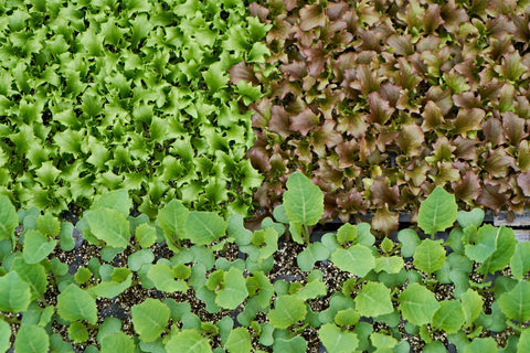 スーパーフードについて (7つの栄養素とインナーケア) 〜栄養士のColumn Vol.9(前編)