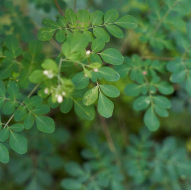 薬としてのハーブ (モリンガ) Moringa as Medicine  〜栄養士のColumn Vol. 14(後編)〜