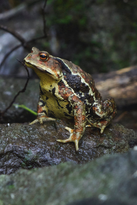 One day at our friend's WASABI farm, Summer in 2019