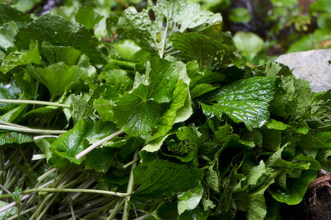 薬としてのハーブ (桑の葉) Mulberry Leaves as Medicine  〜栄養士のColumn Vol. 14〜