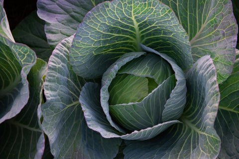 北海道・和寒を訪ねて(前編) 〜寒さを耐え抜くキャベツと北海道の人