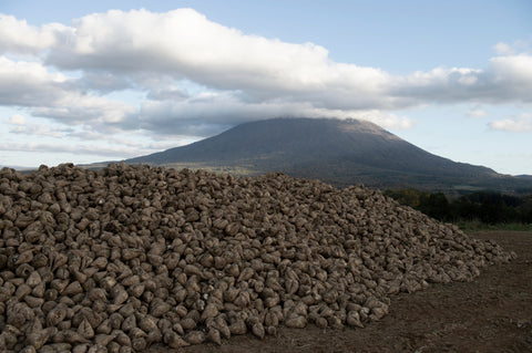 ビート・てん菜糖 〜北の大地が育む天然の砂糖のもと