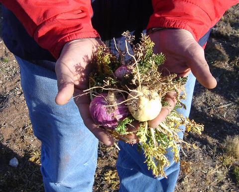 マカ 〜富士山よりも高い標高で作られるアンデスが生んだアダプトゲン