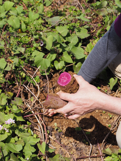 沖縄の宝、紅芋を深掘り! 〜栄養士のColumn Vol.147