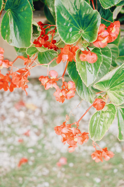 お盆期間中の商品発送について