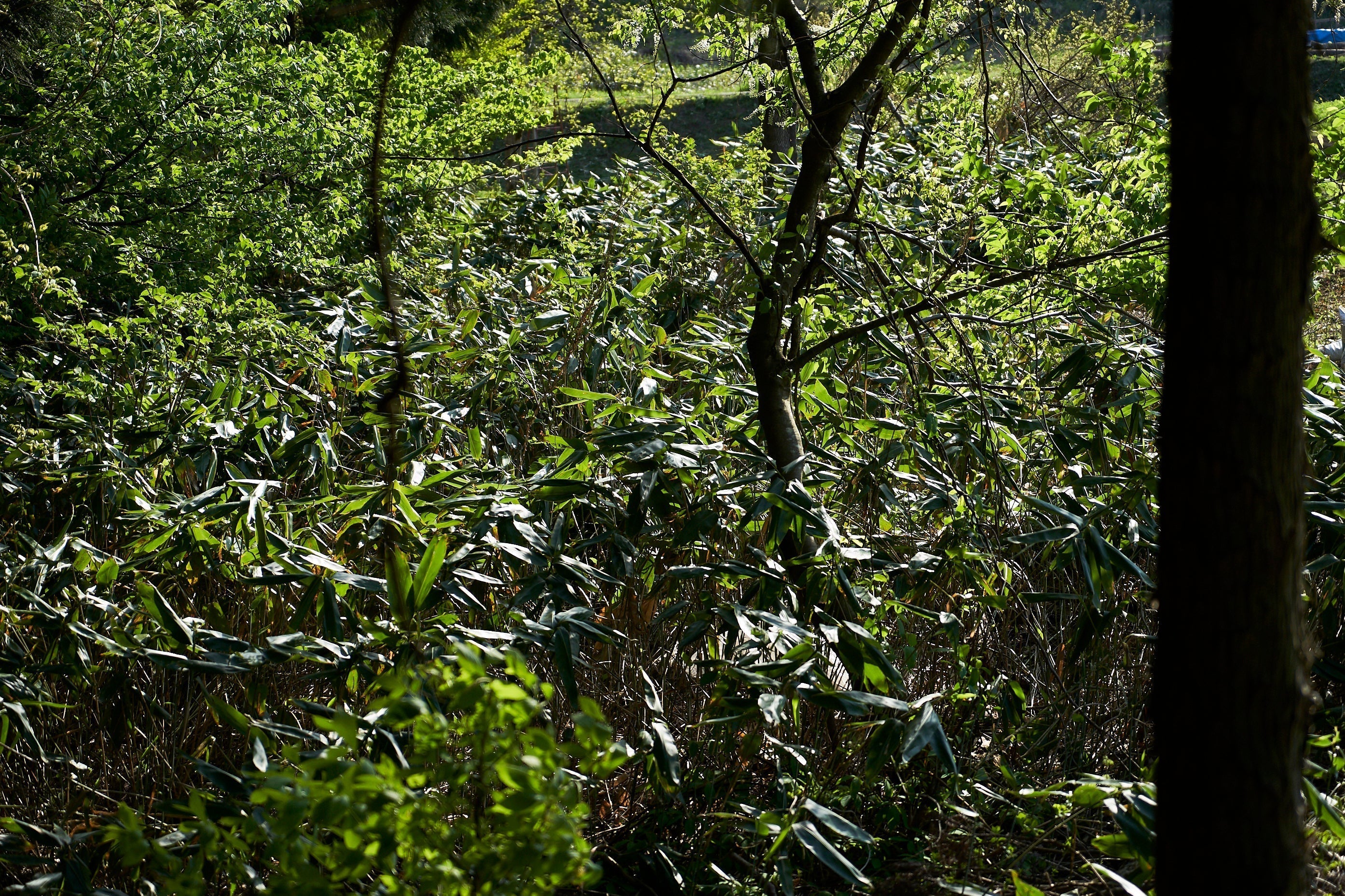 熊笹 〜冬眠前の熊の浄化剤 – GRØN Online Store