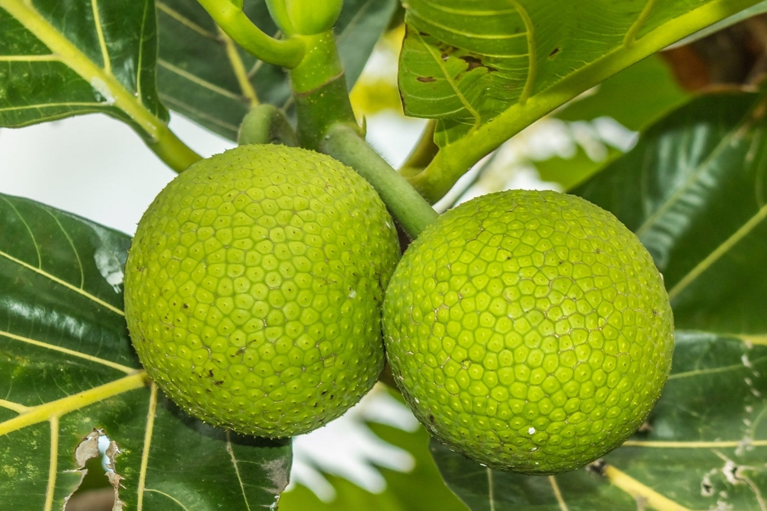 血中アミノ酸濃度について 〜栄養士のColumn Vol.70 - GRØN Online Store